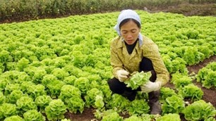 Thúy Lĩnh village supplies vegetables to capital city   - ảnh 1